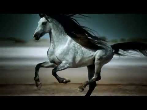 ҉ Видео про лошадей (Песня из рекламы Bon Aqua)