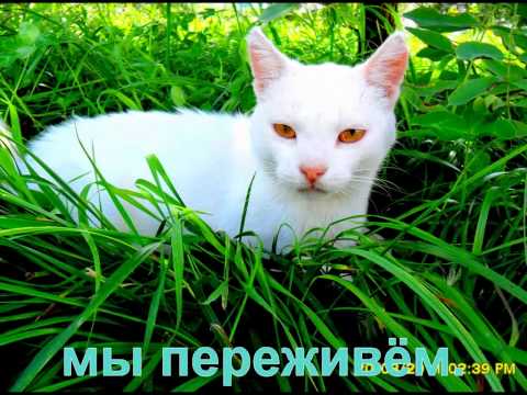 Песенка кота Леопольда - Неприятность эту мы переживём