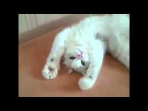 Милый кот танцует под песню, смотреть ВСЕМ!!! A nice cat dances under a song, to look to ALL!!!