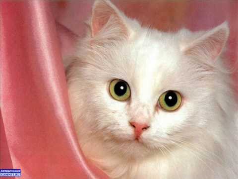Мельница. Белая кошка.wmv